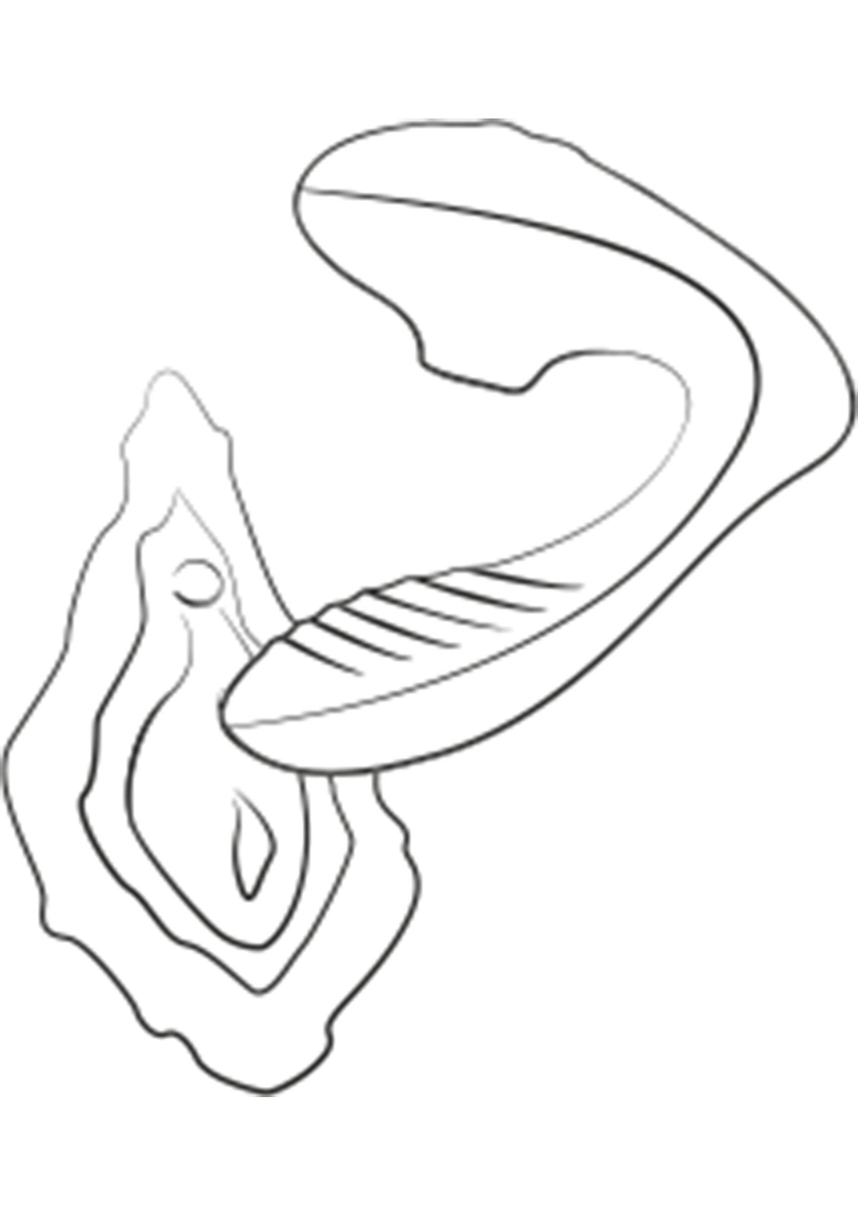 Stimulateur Romp Reverb